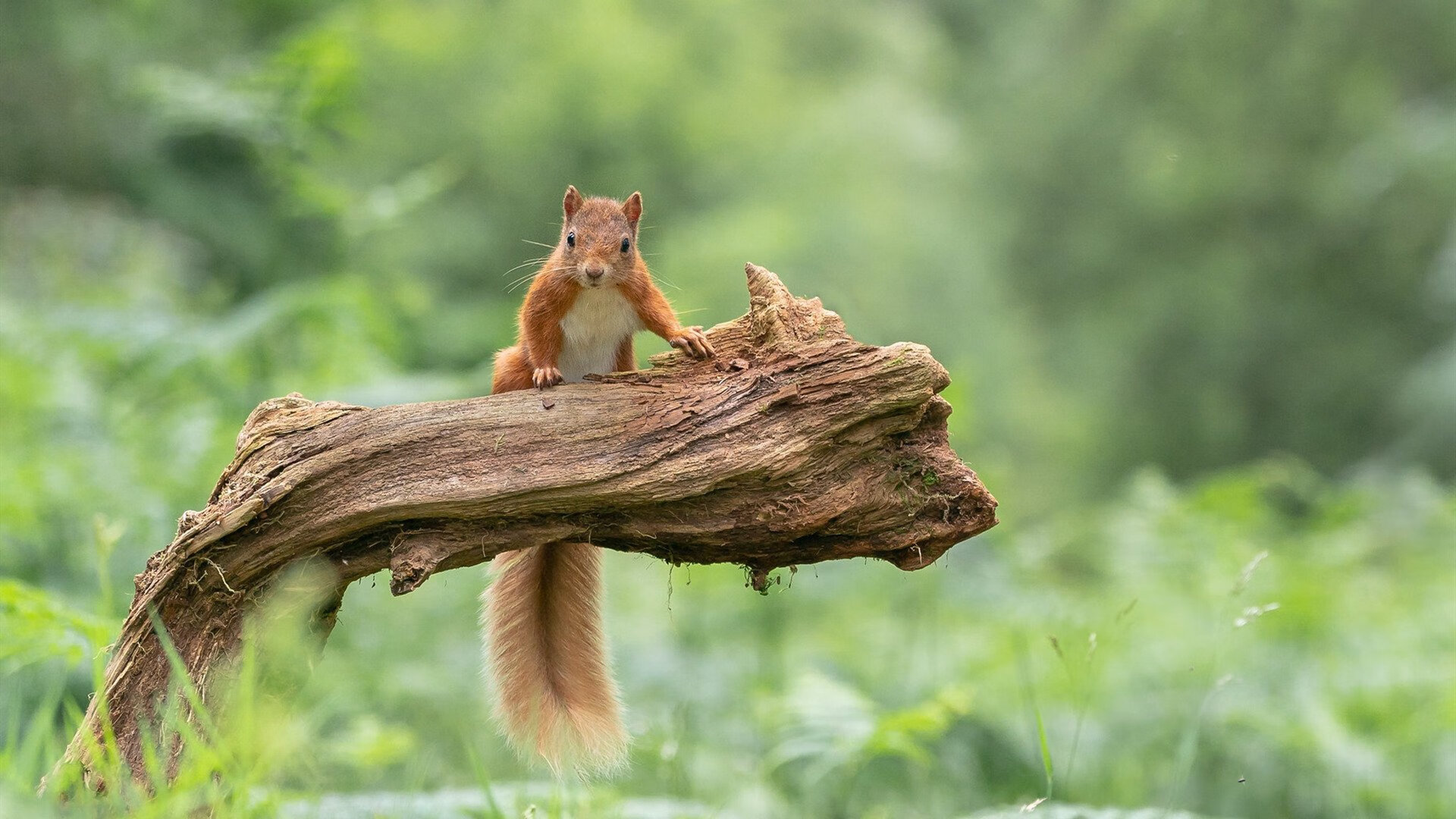 开云体育视频直播-2022年季后赛：库里在第三节一人投中五个三分，瞬间锁定胜局，库里本赛季投进了多少三分