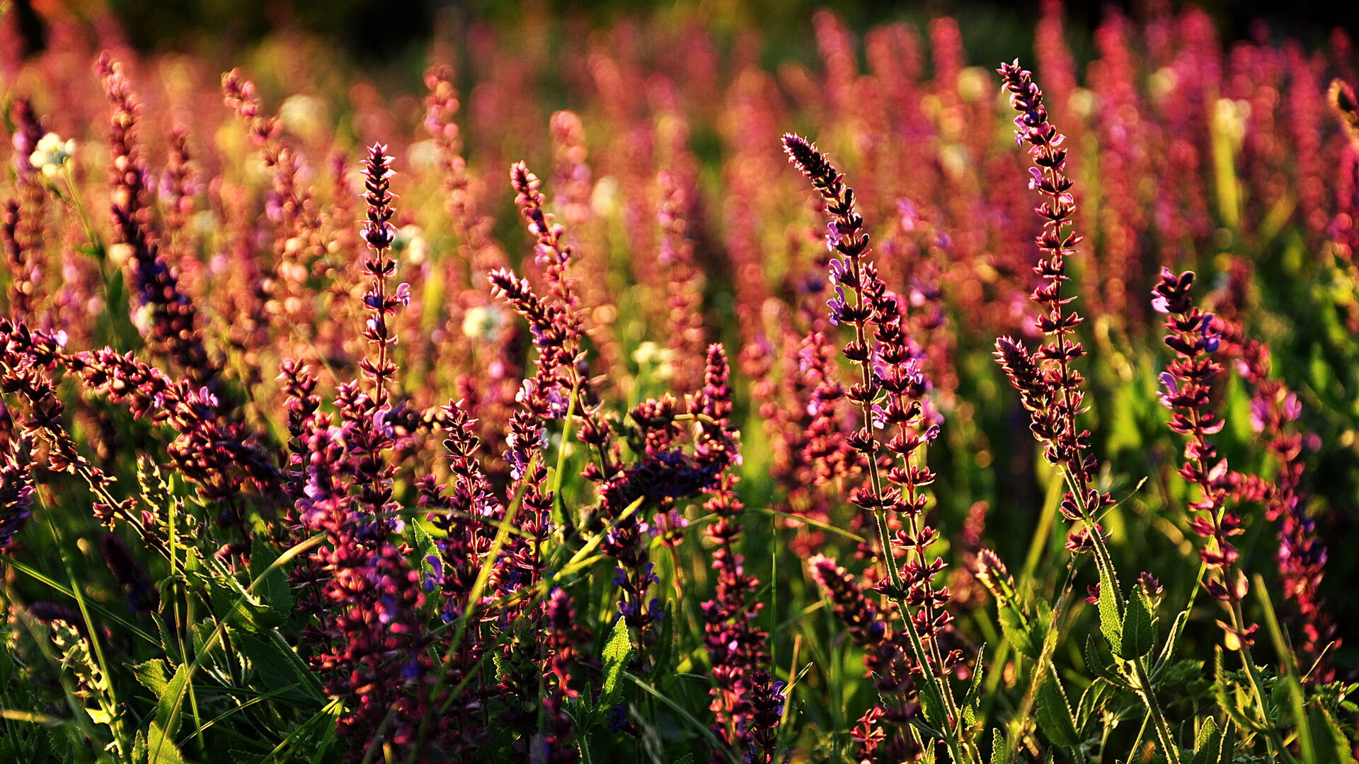 开云官网在线-2015年总决赛第一场：勇士第一节就落后30分，但凭借库里连续远投，最终完成“史诗逆转”，点燃整个系列赛。