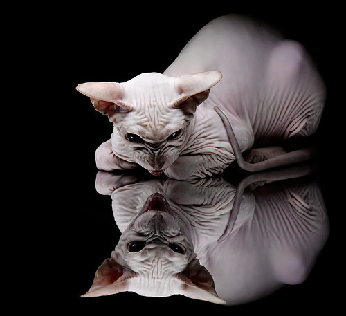 开云中国大陆-“球场趣味冷知识：你知道这些NBA冷门事？”，nba的冷知识