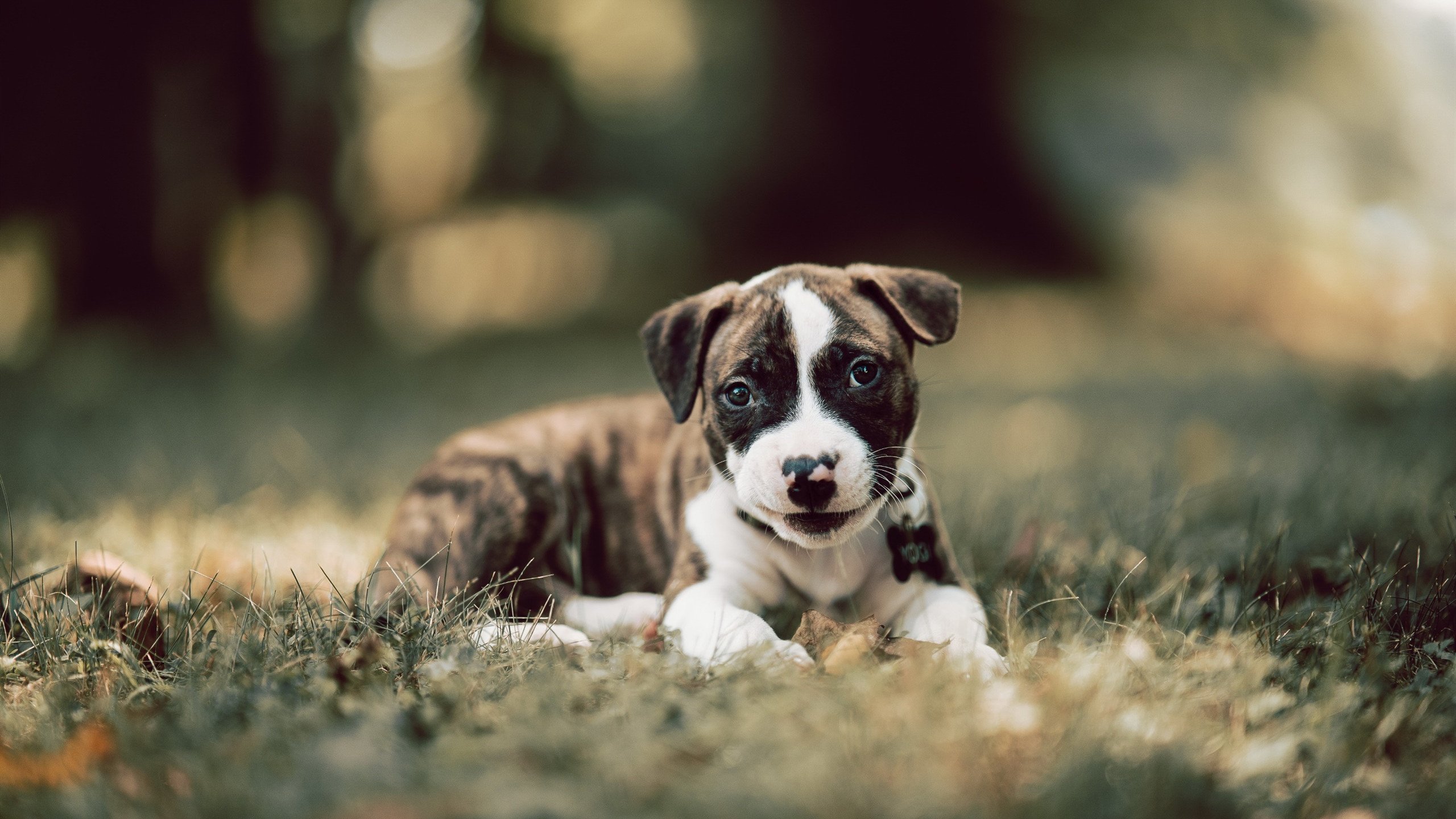 开云·Kaiyun网页版-“青少年足球明星初露锋芒，业内期待新一代领军人物”，全国青少年足球最佳阵容