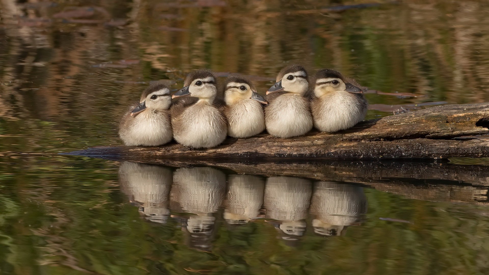 开云-史上最燃的“关键投篮”合集，你支持哪一场瞬间？，关键投票 下载