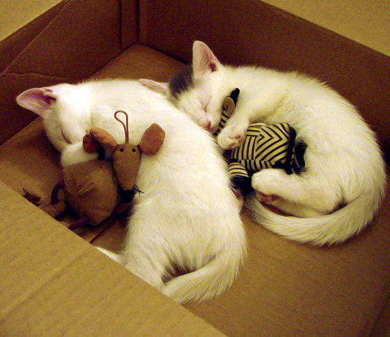 开云官网首页-LCK赛事引入现场即时心理支持服务，lcklpllms