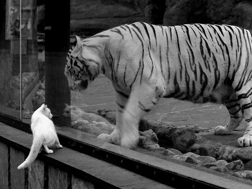 开云官网APP下载-本土球员技术风格是否太过单一化，本土球员技术风格是否太过单一化了