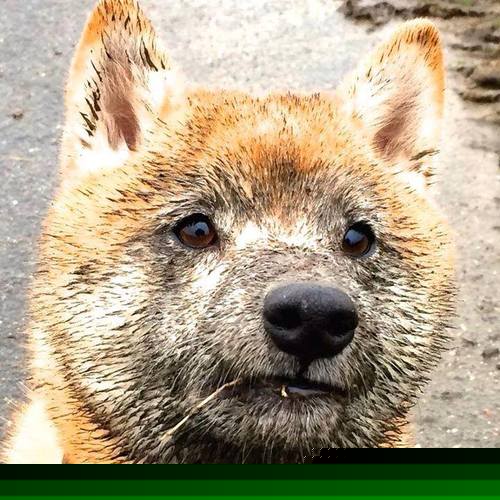 开云在线直播-拉齐奥持续控球牵引对方整体移动，拉齐奥的传奇球员